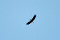 Storms stork.20110227_6040