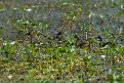 Wandering Whistling duck.20110304_6583