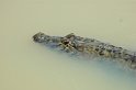 Alligator-01