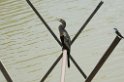 Anhinga-01