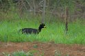 Bare-faced Curassow04-01