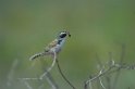 Black-faced Finch-01