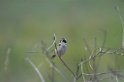 Black-faced Finch-02