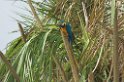 Blue-and-yellow Macaw03-01