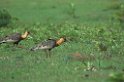 Buff-necked Ibis02-01