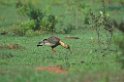 Buff-necked Ibis03-01