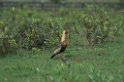 Buff-necked Ibis04-01