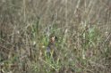 Capped Seedeater-01