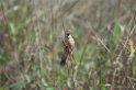 Capped Seedeater-03