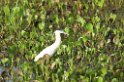 Capped heron-01