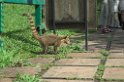 Coati i Iguacu-01