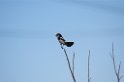 Cock-tailedTyrant-01