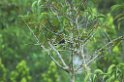 Cone-billed Tanager01-01