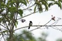Cone-billed Tanager08-01