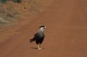 Crested Caracara-01