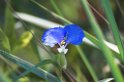 Emas Blomst -01