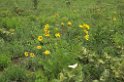 Emas Blomster 01-01