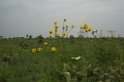 Emas Blomster-01