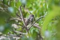 Flycatcher02-01