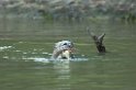Giant Otter01-01
