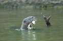 Giant Otter02-01