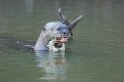 Giant Otter03-01