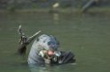 Giant Otter04-01