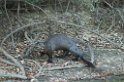 Giant Otter06-01