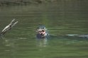 Giant Otter07-01