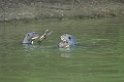 Giant Otter08-01