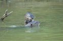 Giant Otter08-02