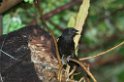 Golden-winged Cacique-01