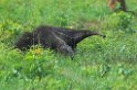 Great Anteater01-01