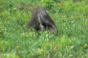 Great Anteater02-01