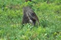 Great Anteater03-01