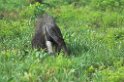 Great Anteater04-01