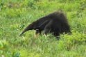 Great Anteater05-01