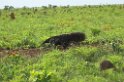 Great Anteater07-01