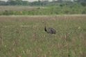 Greater Rhea-01