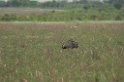 Greater Rhea03-01