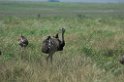 Greater Rheas05-01