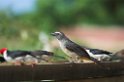 Greyish Saltator-01