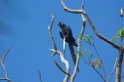 Hyacinth Macaw05-01