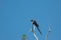 Hyacinth Macaw15-01