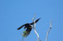 Hyacitnh Macaw16-01