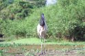 Jabiru-03-01