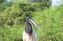Jabiru-04-01