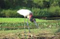 Jabiru-05-01