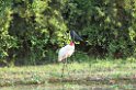 Jabiru-07-01