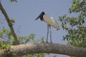 Jabiru02-01